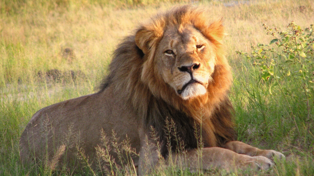 Cecil en el Parque Nacional de Hwange (2010)