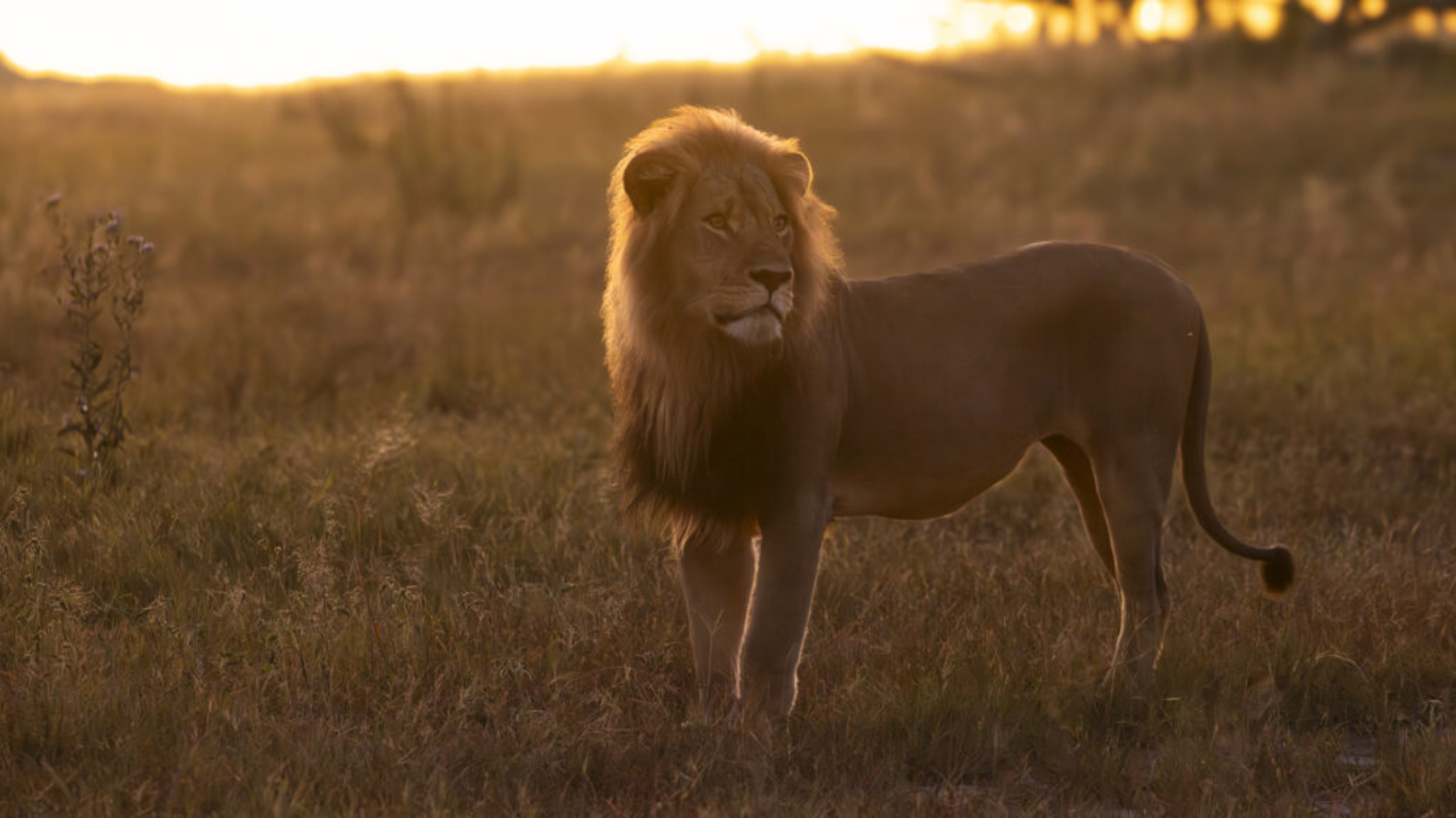 Indignación por la caza de un león en Zimbabue que formaba parte de un estudio de la Universidad de Oxford