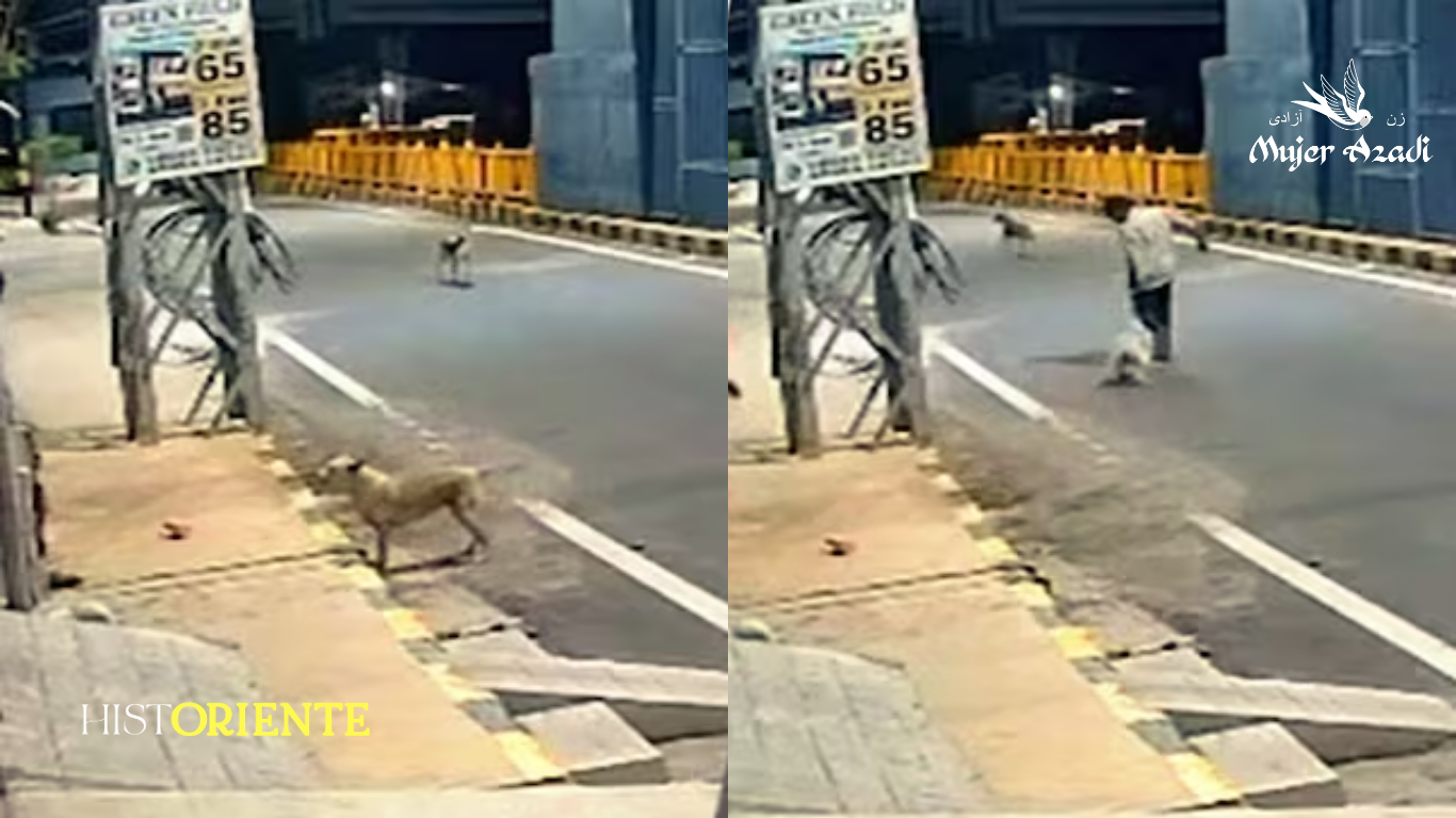 Dos perros callejeros impiden agresión sexual contra una mujer en Coimbatore, India