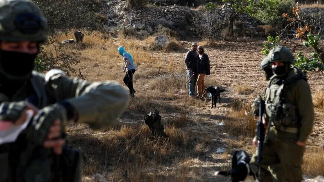Agricultores palestinos enfrentan violencia durante la cosecha de aceitunas