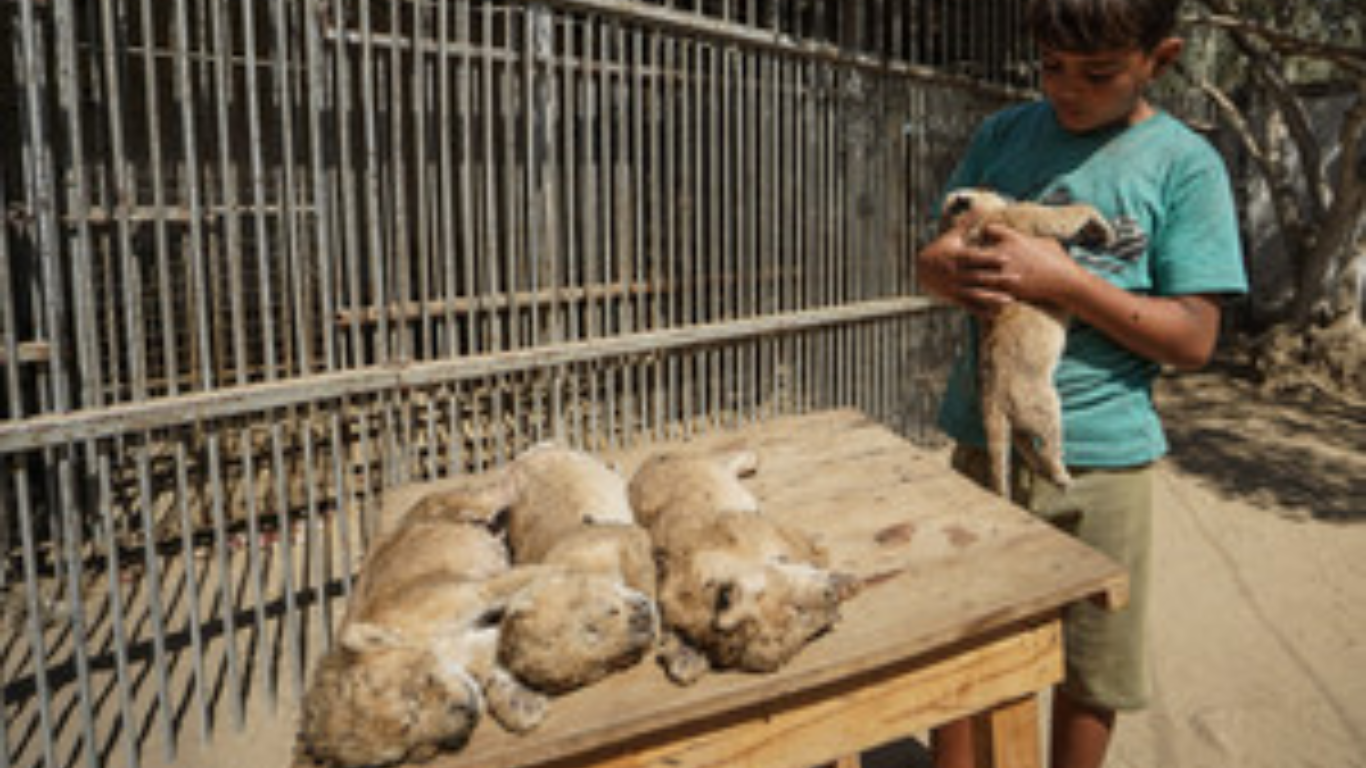Cuatro cachorros de león mueren en Gaza por falta de alimento y medicinas